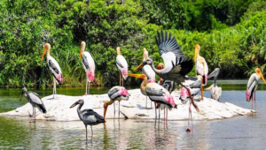 Birds in chilika