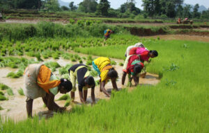 odisha farming