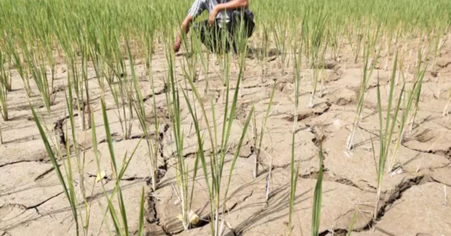 Drought condition Odisha
