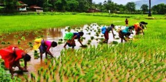 Odisha Agriculture