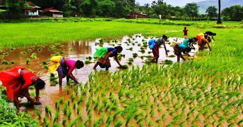 Odisha Agriculture