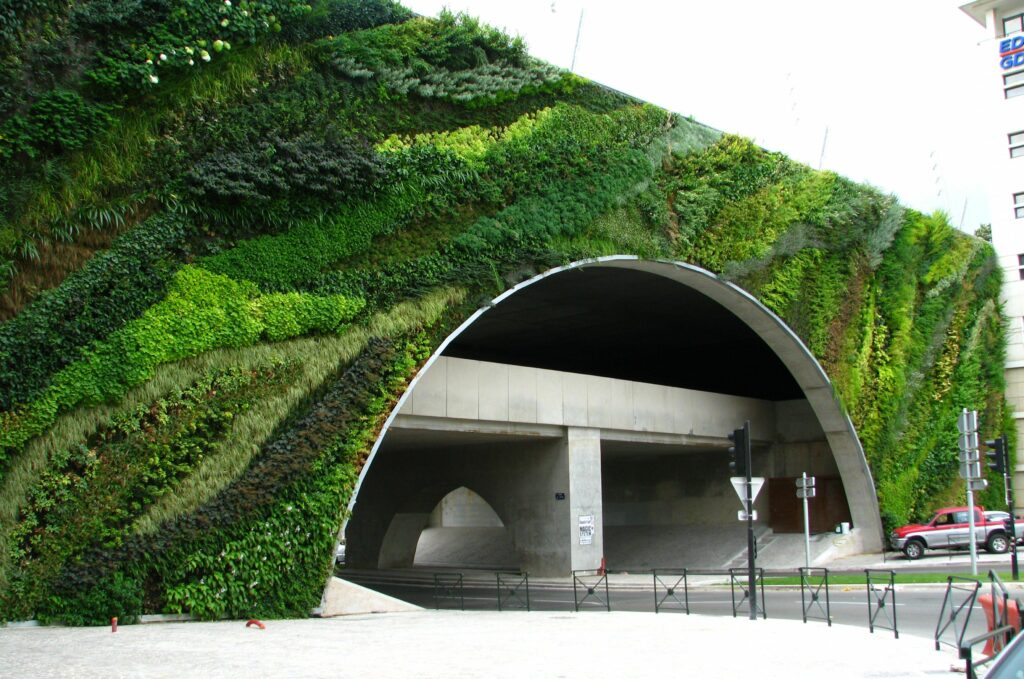 Ornamental creepers for Bhubaneswar city