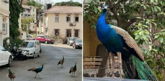 Peacocks were spotted at Khareghat Colony in Mumbai.