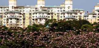 Thousands of flamingos have gathered in the city of Navi Mumbai.