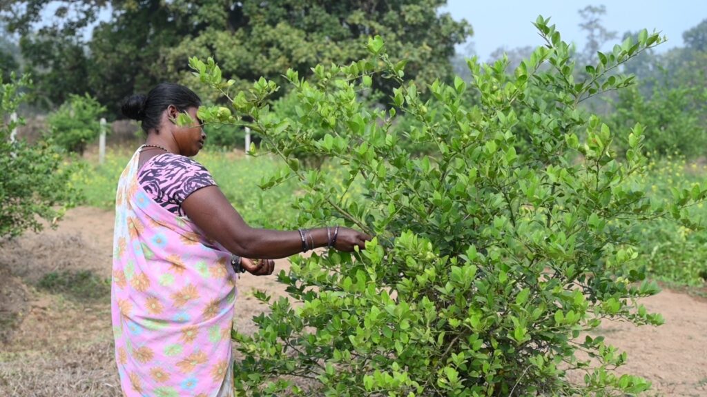 Tribal Farmers Earn Sustainable Income with Fruit Plantation